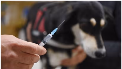 Rabies : 'മുറിവ് നന്നായി സോപ്പ് തേച്ച് പതപ്പിച്ച് കഴുകുക, റാബീസ് വൈറസിന് സോപ്പിനെ ഭയങ്കര പേടിയാണ്'; കുറിപ്പ്