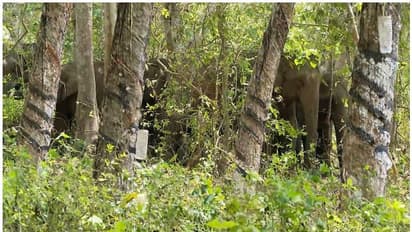 തൃശ്ശൂരില് റബര് എസ്റ്റേറ്റിലിറങ്ങിയ കാട്ടാനകള് ജനവാസമേഖലയിലേക്ക് നീങ്ങുന്നു; കാടുകയറ്റാന് ശ്രമം