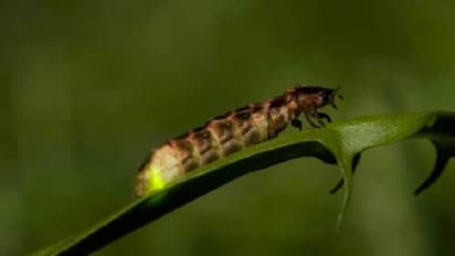 മിന്നാമിനുങ്ങുകളുടെ ഇണചേരലിന് തടസം സൃഷ്ടിക്കുന്നു, തെരുവുവിളക്കുകളണച്ച നഗരം!