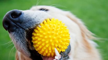 Girl Killed by Dog : വളര്‍ത്തുപട്ടിയുടെ ആക്രമണത്തില്‍  17 മാസം പ്രായമുള്ള പെണ്‍കുഞ്ഞ് മരിച്ചു.