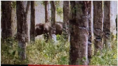 തൃശൂർ പാലപ്പിള്ളിയിൽ വീണ്ടും കാട്ടാനക്കൂട്ടം; കാടു കയറാതെ നിലയുറപ്പിച്ചു; ജനം ഭീതിയിൽ