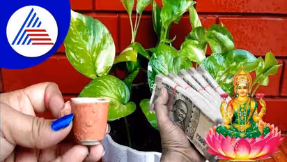 ಹಾಲು, money plant ಜೊತೆಯಾಗಿ ನಿಮ್ಮನ್ನು ಲಕ್ಷ್ಮೀಪುತ್ರನಾಗಿಸಬಲ್ಲವು!
