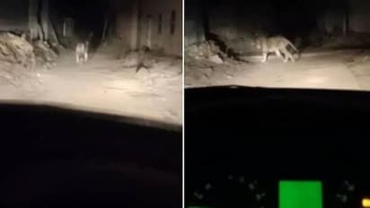 എന്തൊരു ക്രൂരത! കാറിൽ സിംഹത്തെ പിന്തുടർന്ന് ഭയപ്പെടുത്തുന്ന മനുഷ്യൻ, വിമർശനം