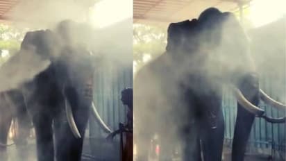 ആനയ്ക്കെന്താ വണ്ടി കഴുകുന്നിടത്ത് കാര്യം? സർവീസ് സ്റ്റേഷനിൽ കുളിക്കുന്ന മീനാട് കേശു, വീഡിയോ