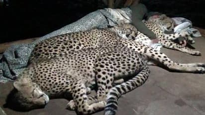 ഒരു മനുഷ്യനൊപ്പം പറ്റിച്ചേർന്നുറങ്ങുന്ന മൂന്ന് ചീറ്റകൾ, അവിശ്വസനീയം ഈ കാഴ്ച