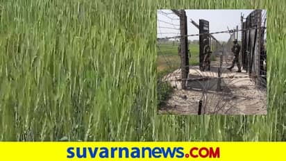 BSF ಭದ್ರತೆ, 20 ವರ್ಷ ಬಳಿಕ ಪಾಕ್ ಗಡಿಯ 'ಝೀರೋ ಲೈನ್'ನಲ್ಲಿ ನಳನಳಿಸಿದ ಬೆಳೆಗಳು!