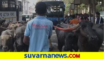 Buffalo Protest: ಕೋಡು ಮುರಿದ ಸಿಟ್ಟು.. ಹುಬ್ಬಳ್ಳಿಯಲ್ಲಿ ಎಮ್ಮೆಗಳ ಪ್ರತಿಭಟನೆ!