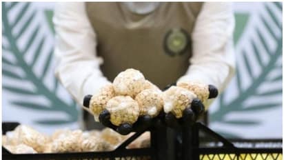 നാരങ്ങ പൊളിച്ചപ്പോള് ലഹരിമരുന്ന്; സൗദിയില് വന് മയക്കുമരുന്ന് വേട്ട