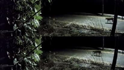 സിസിടിവിയിൽ കണ്ട ജീവി പുലിയെന്ന് സംശയം, തൃശ്ശൂർ കോലഴിയിൽ ജനങ്ങൾ ആശങ്കയിൽ