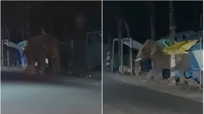 വീണ്ടും നിലമ്പൂർ ടൗൺ കീഴടക്കി ഒറ്റയാൻ; മൂന്നു മാസത്തിനിടെ നാലാമത്തെ സംഭവം