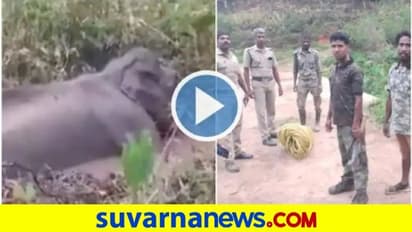 ಕೆಸರು ತುಂಬಿದ ಹೊಂಡಕ್ಕೆ ಬಿದ್ದ ಆನೆಯನ್ನು ರಕ್ಷಿಸಿದ ಅರಣ್ಯ ಸಿಬ್ಬಂದಿ