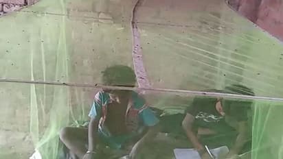 बिहार का एक गांव ऐसा भी: जहां मक्खियों के कारण नहीं होती लड़कों की शादी, कोई मेहमान भी नहीं आता, हर कोई परेशान