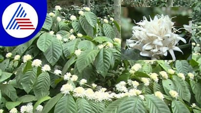Chikkamagaluru: ಘಮ್ಮಿಡುವ ಕಾಫಿ ತೋಟದ ಹಾದಿಯಲ್ಲಿ ಅರಳಿ ನಿಂತಿರುವ ಹೂ