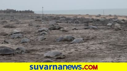 ತೀರಕ್ಕೆ ಆಗಮಿಸಿದ ಲಕ್ಷಾಂತರ ಕಡಲಾಮೆಗಳು: ವಿಡಿಯೋ ವೈರಲ್