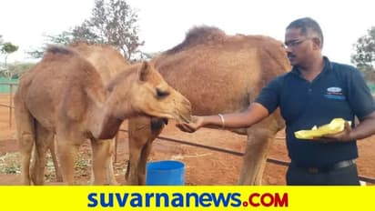 ಒಂಟೆ ಹಾಲಿನಿಂದ ಕಾಫಿ ಟೀ: ಫಾರ್ಮ್ ಆರಂಭಿಸಿದ ತಮಿಳುನಾಡಿನ ವ್ಯಕ್ತಿ