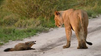 जंगल में शेर अपाहिज लोमड़ी को खाना दे रहा था, युवक ने ये देखा और खुद को कमरे में बंद कर लिया, जानिए क्यों?