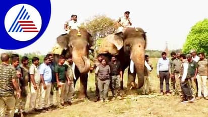 ಚಿಕ್ಕಮಗಳೂರು: ಕಾಡಾನೆಗಳ ಹಾವಳಿಗೆ ಆಪರೇಷನ್ ಎಲಿಫೆಂಟ್