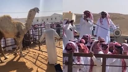 Expensive camel ಈದ್ ಹಬ್ಬದ ಪ್ರಯುಕ್ತ ಒಂಟೆ ಹರಾಜು, ಬರೋಬ್ಬರಿ 14 ಕೋಟಿ ರೂಗೆ ಮಾರಾಟ!