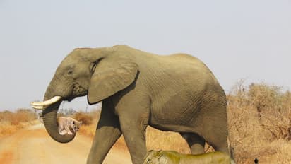 Fact Check: ಬಿಸಿಲಿನಿಂದ ಸಿಂಹದ ಮರಿ ಕಾಪಾಡಿದ ಆನೆ ಫೋಟೋ ವೈರಲ್, ಅಷ್ಟಕ್ಕೂ ಸತ್ಯವೇನು?