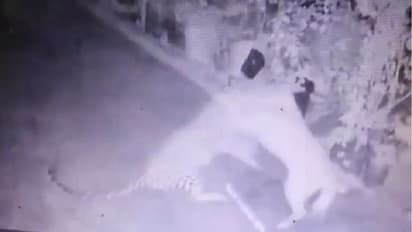 ಕಾದಾಡಿ ಪ್ರಾಣ ಉಳಿಸಿಕೊಂಡ ಸಾಕು ನಾಯಿ, ಬೇಟೆಯಾಡಲು ಬಂದ ಚಿರತೆ ಬರಿಗೈಲಿ ವಾಪಸ್