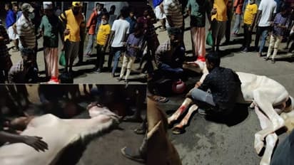 ചാവക്കാട് കാറും കുതിരയും കൂട്ടിയിടിച്ചു, കുതിരയ്ക്കും 13 കാരനും പരിക്ക്