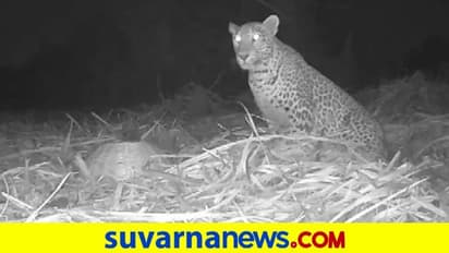 ಬೇರ್ಪಟ್ಟ ಚಿರತೆ ಮರಿಯನ್ನು ತಾಯಿಯೊಂದಿಗೆ ಸೇರಿಸಿದ ಅರಣ್ಯ ಸಿಬ್ಬಂದಿ