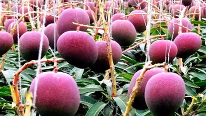 Kolara Mango Market  : ಹಲಾಲ್ - ಝಟ್ಕಾ ಕಟ್ ಆಯ್ತು ಇದೀಗ ಮಾವು ಕಟ್!