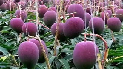 বিশ্বের সবথেকে দামি আম ফলছে বাগানে, আড়াই লক্ষ টাকার আম ২হাজারে নামিয়ে আনার চেষ্টা 