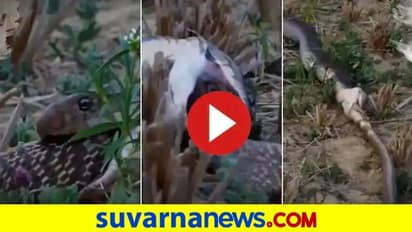 ಜೀವಂತ ಹಾವನ್ನೇ ನುಂಗಿದ ಮತ್ತೊಂದು ಹಾವು: ವಿಡಿಯೋ ವೈರಲ್‌