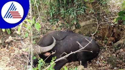 Udupi: ಕಾರ್ಕಳದ ನೀರೆ ಗ್ರಾಮದಲ್ಲಿ ಕಾಡುಕೋಣ ಪ್ರತ್ಯಕ್ಷ, ಆತಂಕದಲ್ಲಿ ಜನತೆ