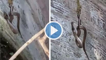 Viral Video : പൊട്ടക്കിണറ്റില്നിന്നും മൂര്ഖനെ അതിസാഹസികമായി കയറില് തൂക്കിയെടുത്തു!