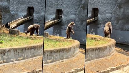এবার 'শ্রীবল্লি'-র কায়দায় পা টেনে নাচ শিম্পাঞ্জির, হুক স্টেপ দেখে হাসির রোল নেট দুনিয়ায়