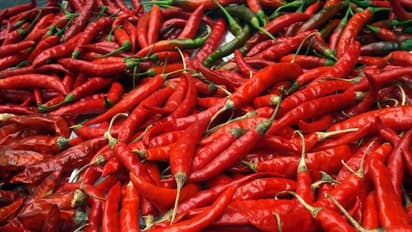 వరంగల్ ఎనుమాముల మార్కెట్లో మిర్చికి రికార్డు ధర: పసిడిని దాటిన మిర్చి రేట్