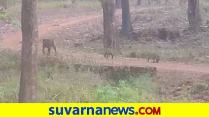Chikkamagaluru: ಭದ್ರಾ ಹುಲಿ ಸಂರಕ್ಷಿತ ಪ್ರದೇಶದಲ್ಲಿ ವ್ಯಾಘ್ರನ ದರ್ಶನ: ವಿಡಿಯೋ ವೈರಲ್