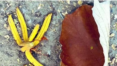 അത്താഴപ്പാത്രത്തിന്റെ വലിപ്പമുള്ള ഇല, 'ഡിന്നർ പ്ലേറ്റ് ട്രീ' പരിചയപ്പെടുത്തി ഐഎഫ്എസ് ഉദ്യോഗസ്ഥൻ