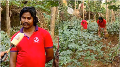 എട്ട് സെന്റിൽ പച്ചക്കറി വിളയിച്ച് മലപ്പുറത്തെ ചപ്പാത്തി കമ്പനിയിലെ അതിഥി തൊഴിലാളി