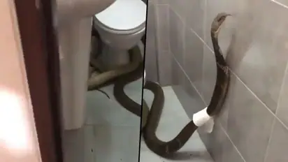 King cobra wraps toilet paper around it in bathroom; bizarre video goes viral