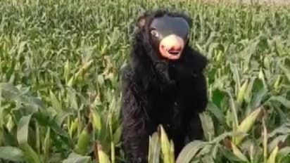 శ్రీకాకుళంలో ఎలుగుబంటి ఆపరేషన్ సక్సెస్:  భల్లూకాన్ని బంధించిన అధికారులు