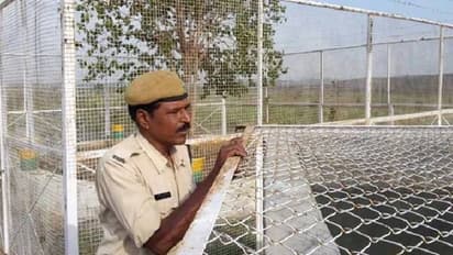 മധ്യപ്രദേശിലെ വിവിഐപി മരം, സംരക്ഷണത്തിന് വർഷം ചെലവഴിക്കുന്നത് 12 ലക്ഷം രൂപ