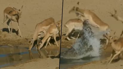 Crocodile attacked a herd of deer drinking water; here’s what happened next