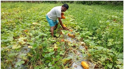 മഴ വില്ലനായെങ്കിലും സുനിലിന്റെ കൃഷിയിടത്തിൽ കണിവെള്ളരിക്ക് നൂറുമേനി വിളവ്