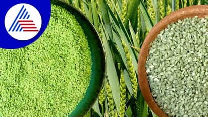 ನೂರು ವರ್ಷಕ್ಕೆ ಒಂದೆರಡು ಬಾರಿ ಬೆಳೆಯುವ ಬಿದಿರಿನ ಅಕ್ಕಿ  !