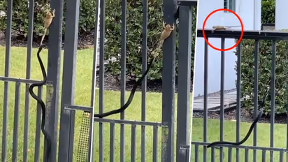 'Never give up': A frog and snake’s flight will teach you a lesson for life; watch