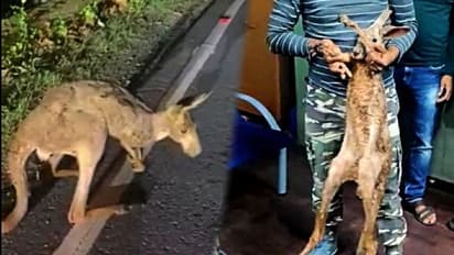 জলপাইগুড়ির রাস্তায় ঘুরে বেড়াচ্ছে ক্যাঙ্গারু - ৩ ঘন্টায় উদ্ধার ৩টি শাবক, চাঞ্চল্য গজলডোবায়