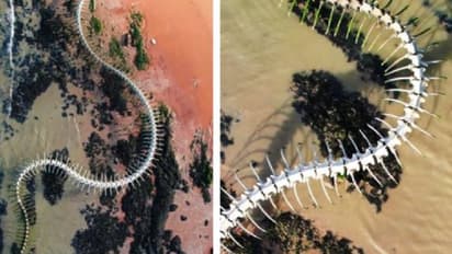 ഗൂഗിൾ മാപ്പിൽ ഭീമൻ 'പാമ്പിന്റെ അസ്ഥികൂടം', വീഡിയോ വൈറൽ, ഒടുവിൽ രഹസ്യം കണ്ടെത്തി