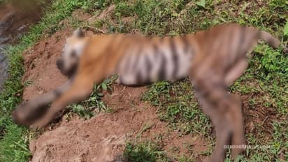 കടുവകൾ തമ്മിലെ ഏറ്റുമുട്ടലിൽ ചത്ത പെൺകടുവയെ കണ്ടെത്തി