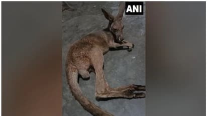 ബംഗാൾ വനത്തിൽ കംഗാരുക്കുട്ടികൾ പരിക്കേറ്റ നിലയിൽ; അന്വേഷണത്തിന് പ്രത്യേക സംഘം