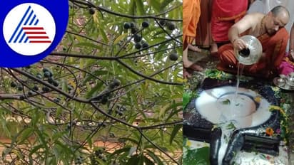 ಗೋಕರ್ಣದಲ್ಲಿ ಫಲ ಕೊಟ್ಟ ರುದ್ರಾಕ್ಷಿ ಗಿಡ: ಇದು ಶಿವನ ಪವಾಡವೆಂದ ಭಕ್ತರು!