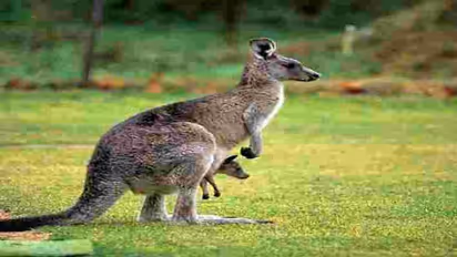 पश्चिम बंगाल के अधिकारियों के लिए पहेली बने 4 कंगारू, जानिए आखिर क्या है पूरा मामला