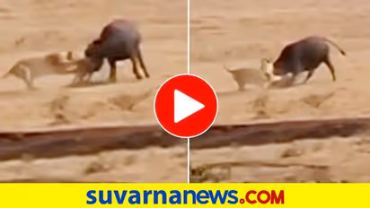 ತನ್ನ ಕರುವನ್ನು ಬೇಟೆಯಾಡಲು ಬಂದ ಸಿಂಹಗಳ ಹಿಮ್ಮಟ್ಟಿಸಿದ ಕಾಡೆಮ್ಮೆಗಳು